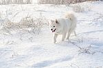 Samoyed White Dog On Snow Stock Photo