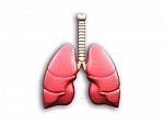 Humans Have Two Lungs Stock Photo