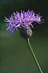 Scabiosa Jacea Stock Photo