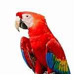 Scarlet Macaw Stock Photo