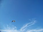 Sea Gull In Blue Sky With Clouds Stock Photo