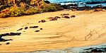 Sea Lions At The Galapagos Stock Photo