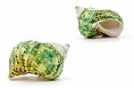 Sea Shell On White Background Stock Photo