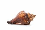 Sea Shell  On White Background Stock Photo