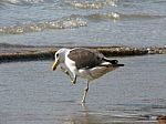 Seagull Stock Photo