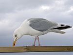 Seagull Stock Photo