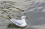 Seagull Floating On Water Stock Photo