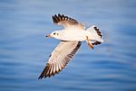 Seagull Flying Stock Photo