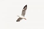 Seagull Flying In The Sky  Isolated Stock Photo