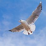 Seagull Flying On Blue Sky Background Stock Photo