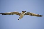 Seagull In Flight Stock Photo