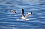 Seagulls Eating Stock Photo