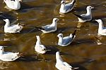 Seagulls Float On Sea Stock Photo