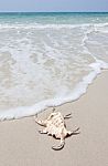 Seashell On Sand Stock Photo