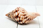 Seashell On White Stock Photo