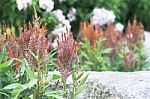 Selective Focus Flowers Background Stock Photo