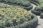 Selective Focus Flowers Background Stock Photo