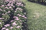 Selective Focus Flowers Background Stock Photo