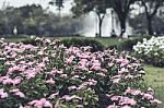 Selective Focus Flowers Background Stock Photo