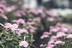 Selective Focus Flowers Background Stock Photo