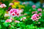 Selective Focus Of Little Pink And White Daisy Flower Vibrant Color With Leaves Background In The Garden Stock Photo