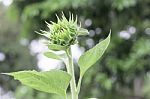 Selective Focus Sun Flower Stock Photo