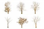 Set Of Dry Tree Shape And Tree Branch On White Background For Isolated Stock Photo