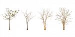 Set Of Dry Tree Shape And Tree Branch On White Background For Isolated Stock Photo