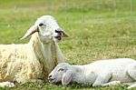 Sheep And Its Lamb  Stock Photo