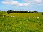 Sheep Herd In Meadows Stock Photo