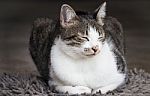 Siamese Cat Sitting On Carpet Stock Photo