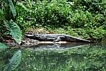 Siamese Crocodile Stock Photo