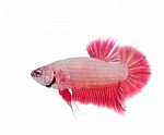 Siamese Fighting Fish Stock Photo