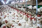 Sick Chicken Or Sad Chicken In Farm,epidemic, Bird Flu, Health Problems Stock Photo