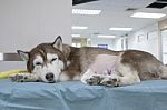 Sick Siberian Husky At Veterinary Hospital ,veterinary Theme Stock Photo