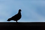 Silhouette Animal Stock Photo