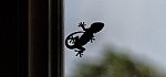 Silhouette Of A Small Gecko Stock Photo