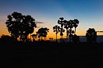 Silhouette Of Toddy Palm At Sunset Or Twilight Time Golden Blue Sky Backlight In Jasmine Rice Field Countryside Thailand Stock Photo