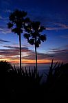 Silhouette Sugar Palm Tree Stock Photo