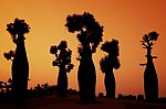 Silhouettes Of Australian Baobab Trees Stock Photo