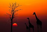 Silhouettes Of Giraffes And Dead Tree Against Sunset Background Stock Photo