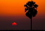 Silhouettes Of Palm Tree Against Sunset Background Stock Photo