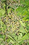 Silkworms Eating Mulberry Leaves Stock Photo