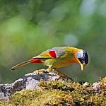 Silver-eared Mesia Stock Photo