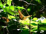 Silver-Washed Fritillary Butterfly Stock Photo