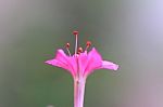 Single Pink Flower In Nature Stock Photo