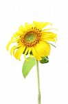 Single Sunflower And Leaf Isolated On White Background Stock Photo