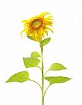 Single Sunflower Plant And Leaf Isolated On White Background Stock Photo