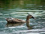 Sitting Duck Stock Photo