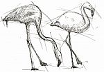 Sketch  Illustration Of Flamingos Stock Photo